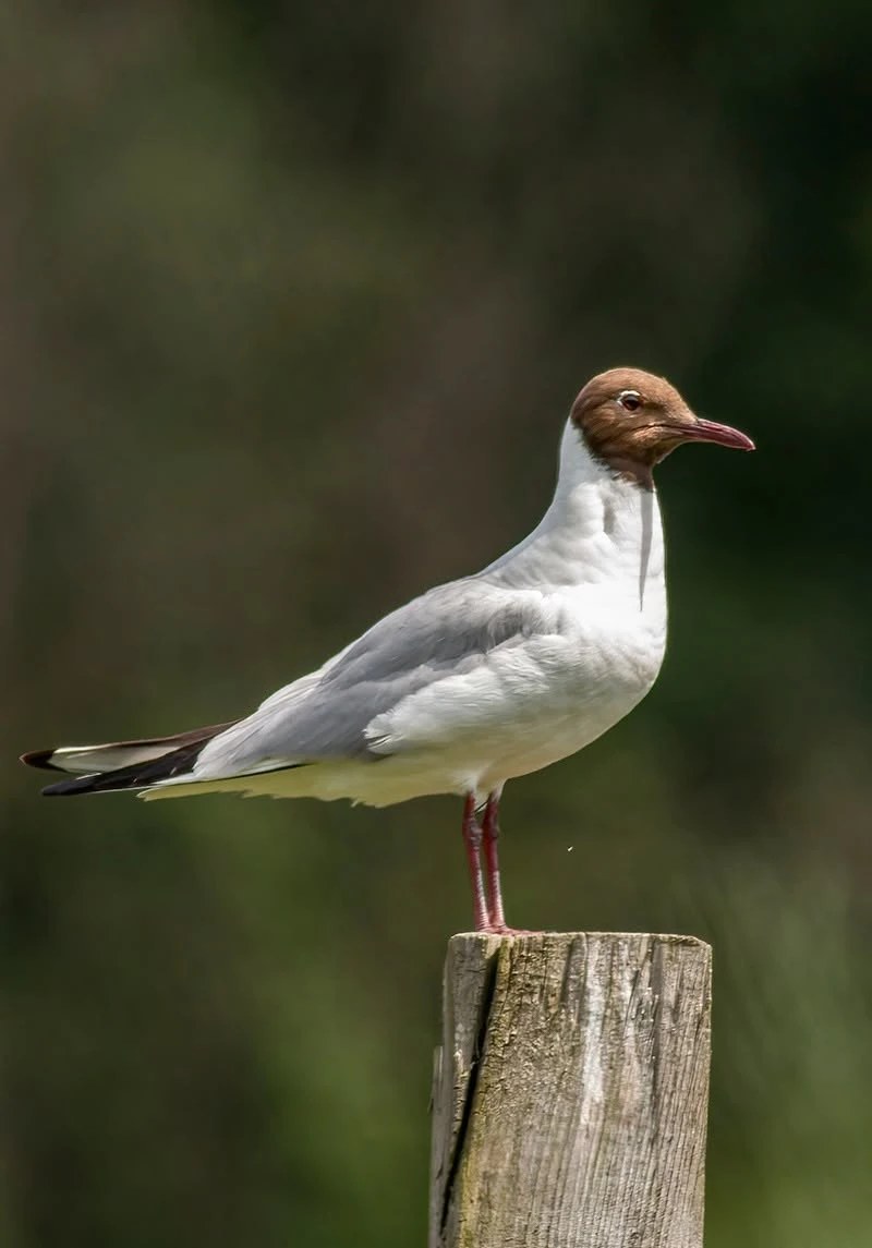 Śmieszka